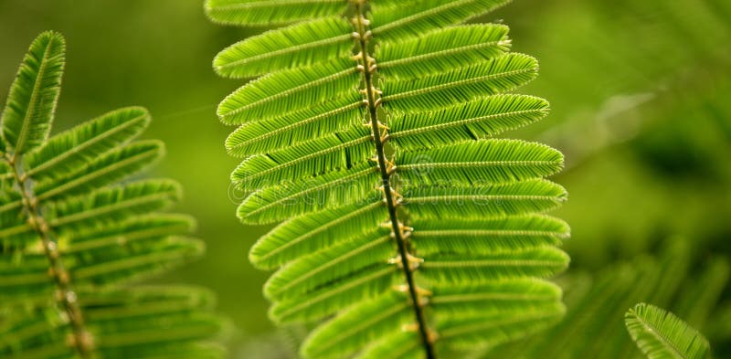 Green leaves