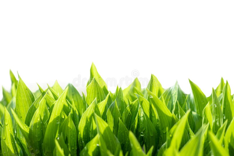 Green leaves abstract background. Natural fresh growing greenery isolated on white royalty free stock photography Green leaves abstract background. Natural fresh growing greenery isolated on white royalty free stock photography