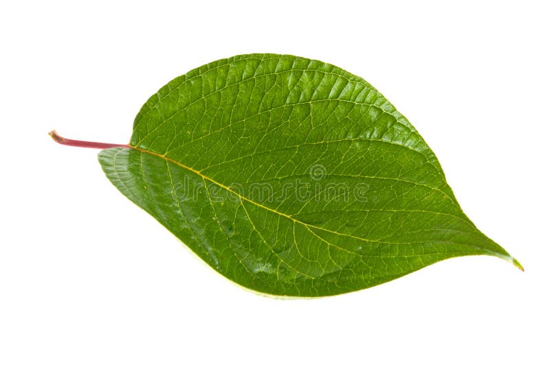 Green Leaves Against White Background Stock Photo Image of botany