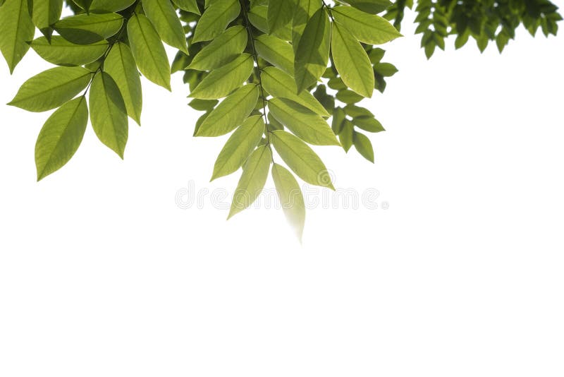 Green Leaves Against White Background Stock Photo Image of growth