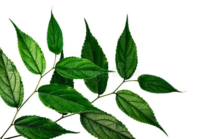 Green Leaves Against White Background. Stock Photo Image of freshness