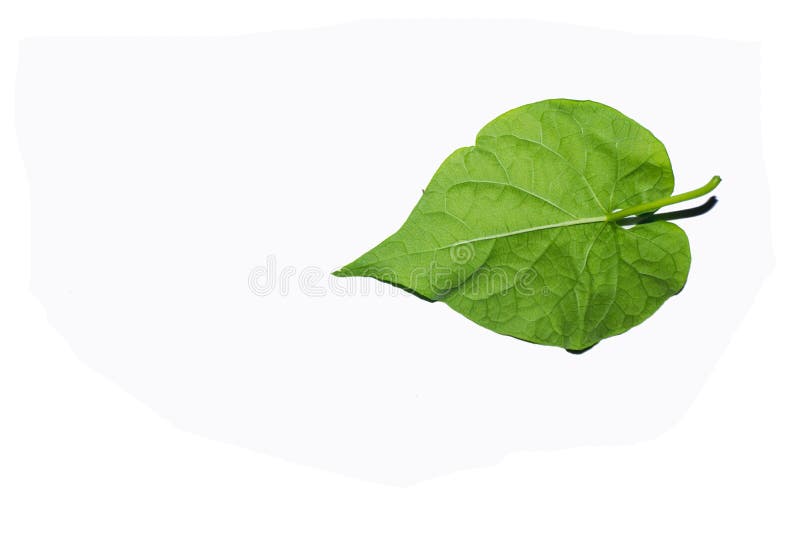 Green Leaves Against a White Background Stock Image Image of bright