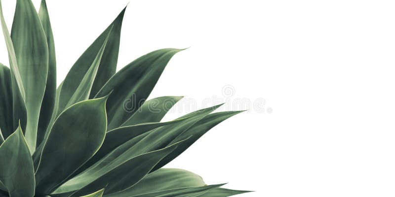 16+ Fox Tail Agave Plant - AkimanaAddyson