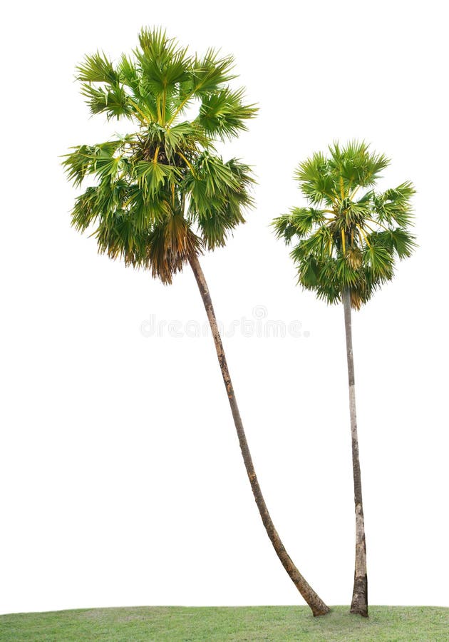 green leaves of Asian Palmyra palm, Toddy palm, Sugar palm, Cambodian palm, on green grass field isolated white background use royalty free stock images green leaves of Asian Palmyra palm, Toddy palm, Sugar palm, Cambodian palm, on green grass field isolated white background use royalty free stock images