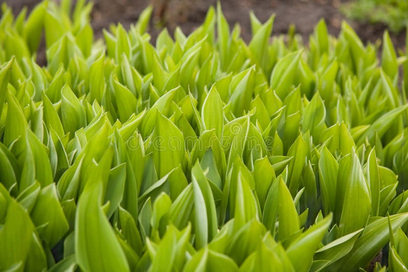 Primavera hojas verdes.