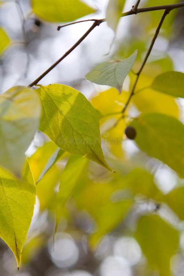 Green leaves background