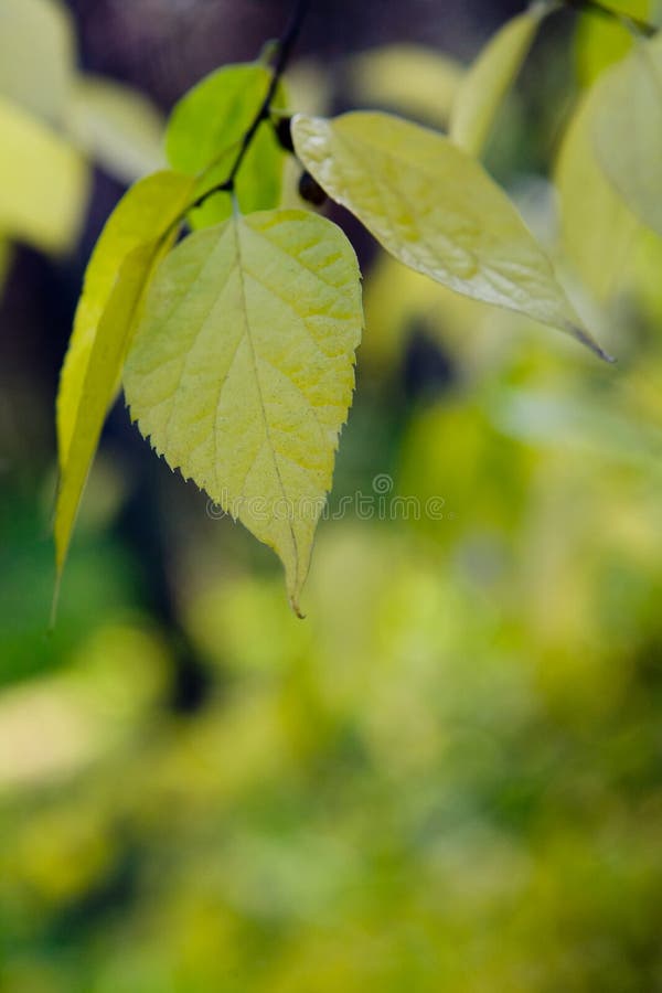 Green leaves background