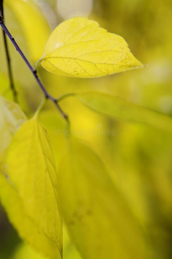 Green leaves background