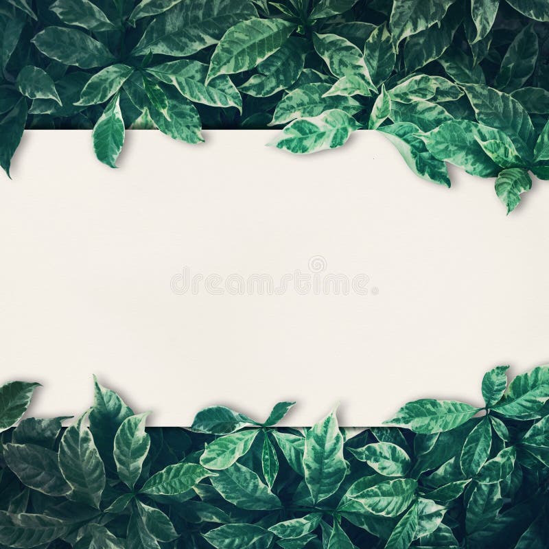 Green leaves background design with white paper