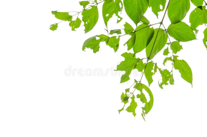 tree trunk with green leaves creeper 25063202 PNG