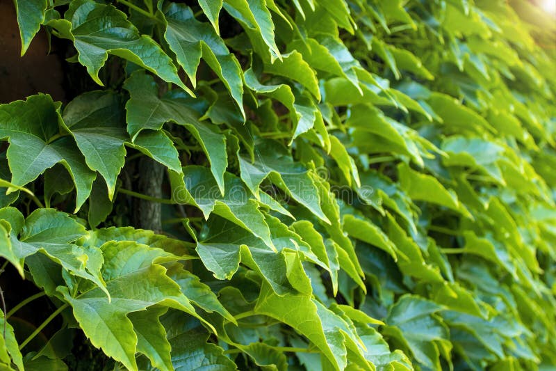 Green Leaves Background. Grape Leaves, Background for Phone Screensaver, Computer Stock Image
