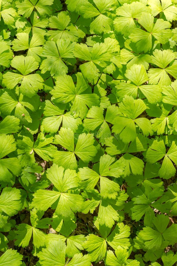 Green leaves background of marsh grass in light and shadow