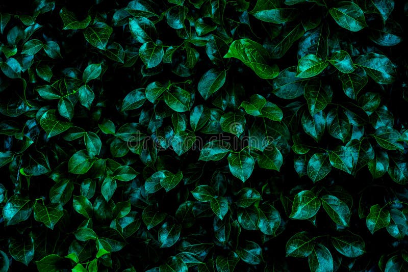 Green Leaves for Background and Wallpaper. Stock Image - Image of fantasy, dark: 178002491 Green Leaves for Background and Wallpaper. Stock Image - Image of fantasy, dark: 178002491