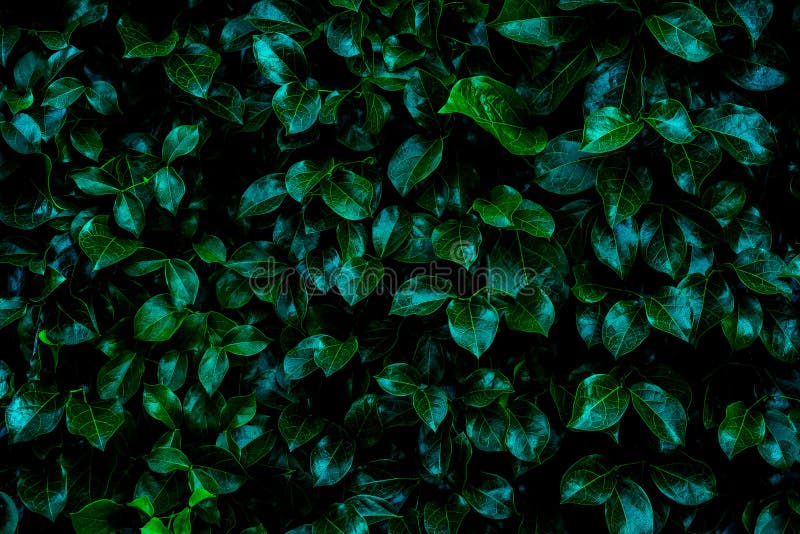 Green Leaf Aesthetic Dark Leaves Aesthetic HD phone wallpaper  Pxfuel