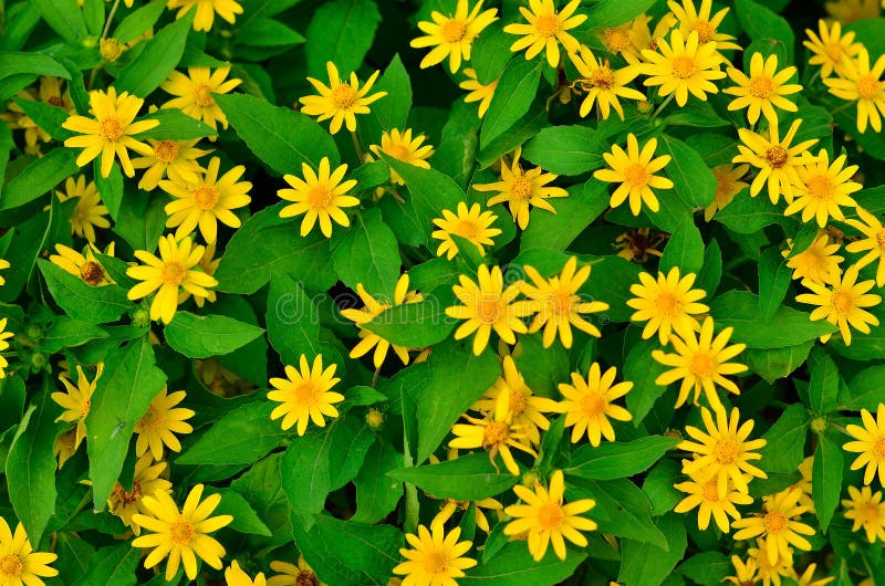 Green leaves background and yellow flowers stock photography