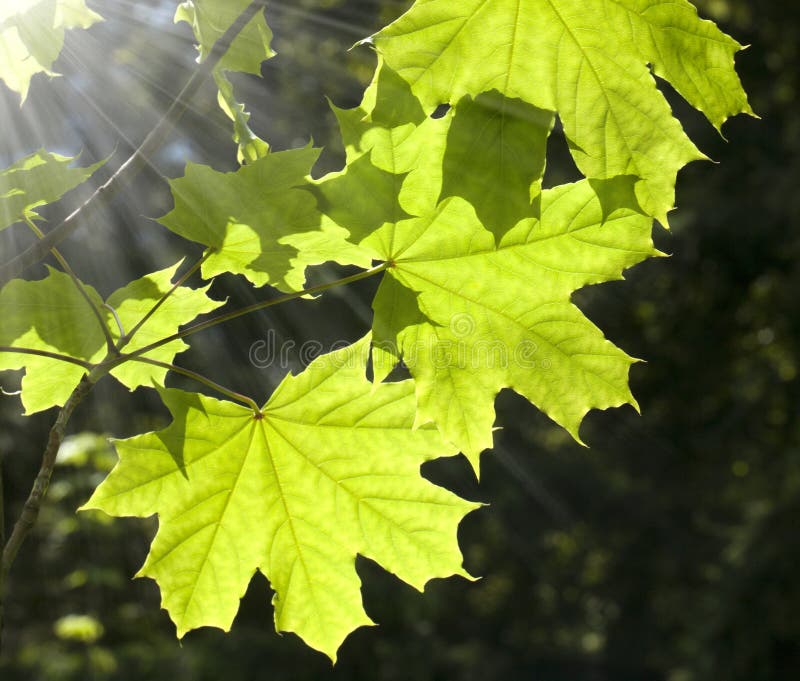 Green leaves stock image. Image of freshness, growth 41453899