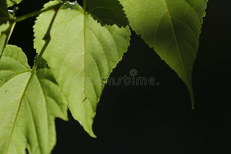 Green Leaves with Black Background Stock Photo Image of green, garden