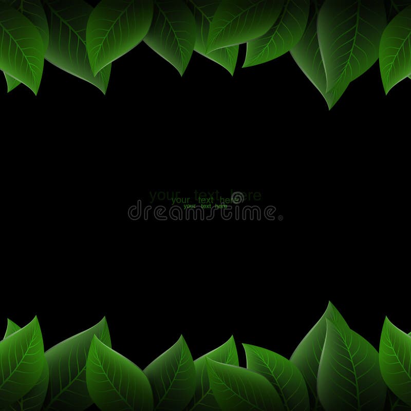 Green Leaves on a Black Background Stock Vector Illustration of fresh