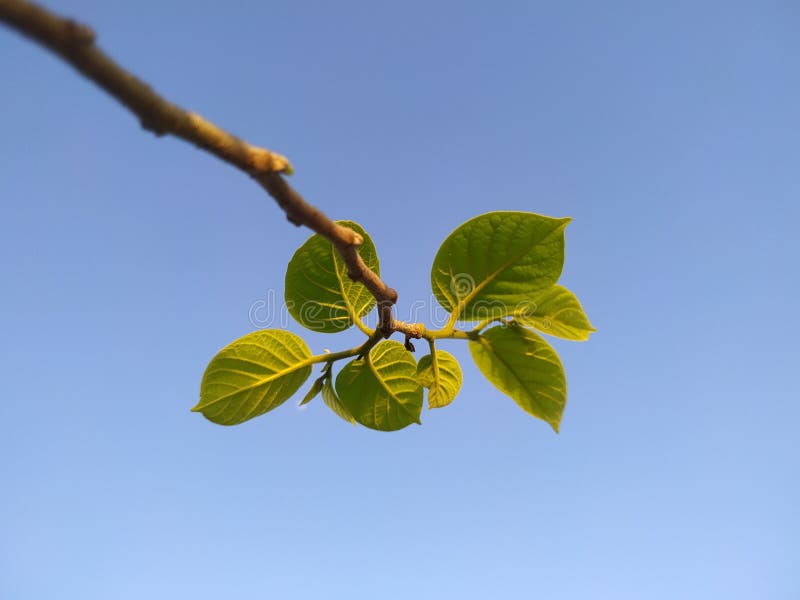Green Leaves on Blue Background Stock Image Image of light, beautiful