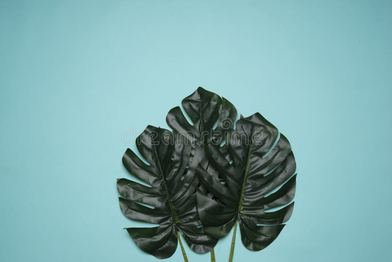 Green Leaves on a Blue Background Stock Image Image of fashion, leaf