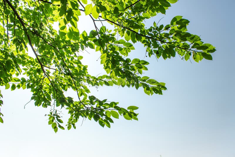 Green Leaves on Blue Sky Background Stock Image Image of sunny, tree