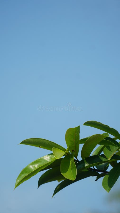 Green Leaves on Blue Sky Background Stock Photo Image of branch