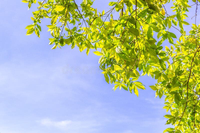 Green leaves on blue sky stock image. Image of leaf, wallpaper 58831245