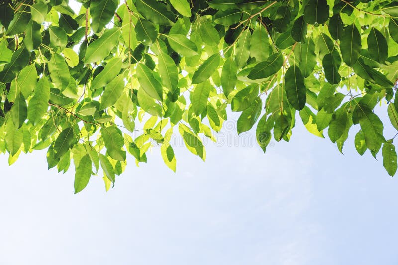 Green Leaves and Blue Sky Background Stock Photo Image of forest