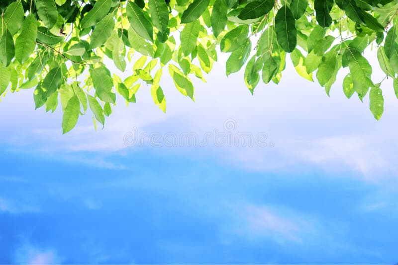Green Leaves and Blue Sky Background Stock Photo Image of bright
