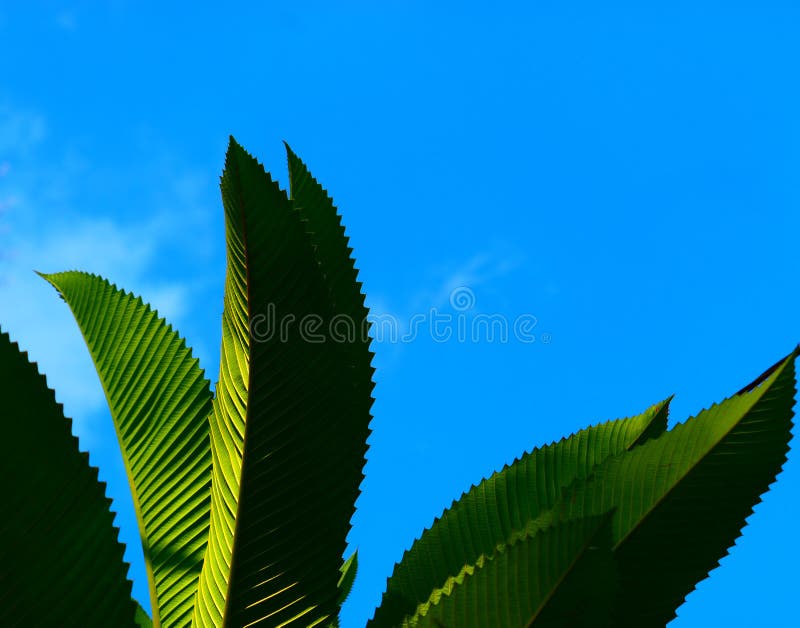 Green Leaves with Blue Sky Background Photograph Stock Image Image of