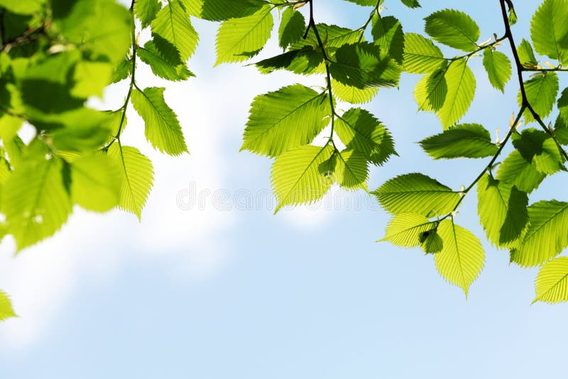 Green Leaves on Blue Sky Background Stock Image Image of color