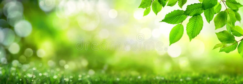 Green leaves on bokeh nature background