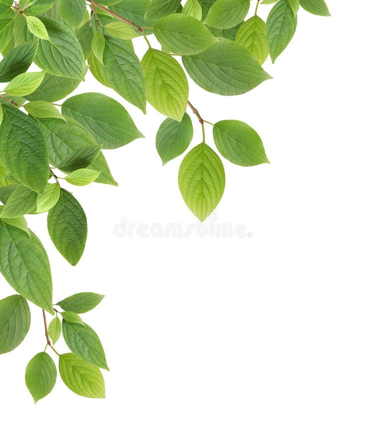 Green Leaves Border