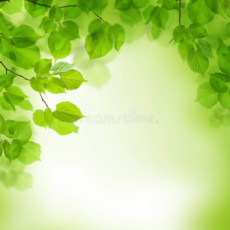 Green Leaves Border, Abstract Background Stock Photo - Image of aroma,  branch: 28593022