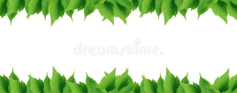 Green Leaves Border