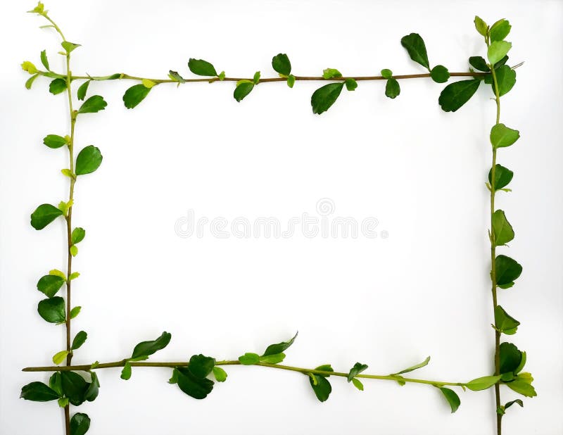 Green leaves border frame royalty free stock photography Green leaves border frame royalty free stock photography