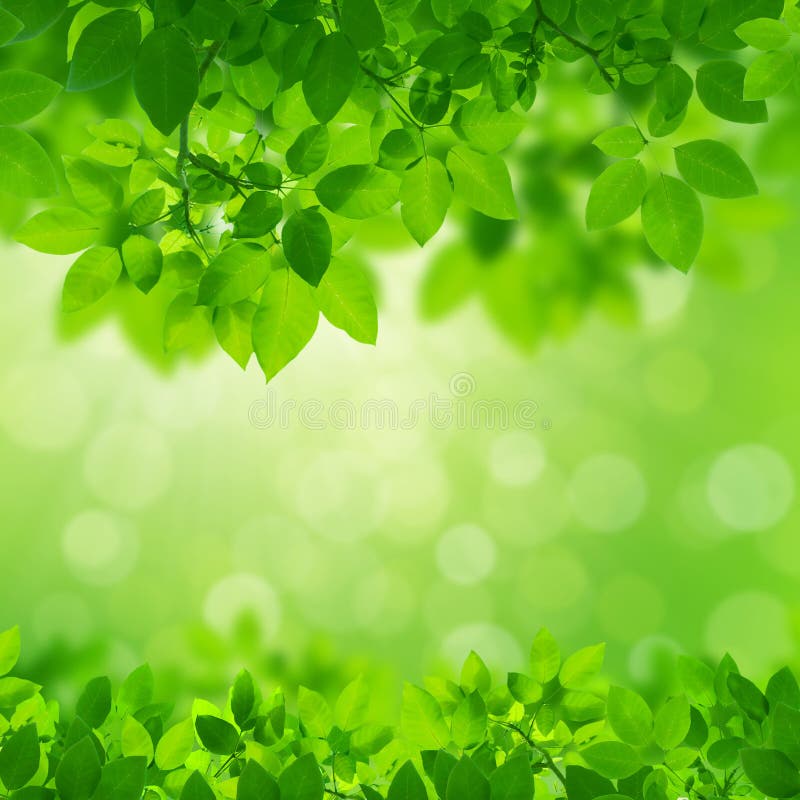 Green leaves background stock photo. Image of park, closeup - 15606538