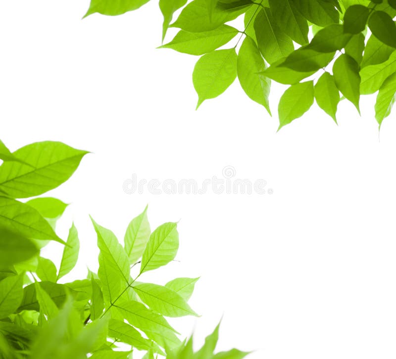 Green leaves border nature background