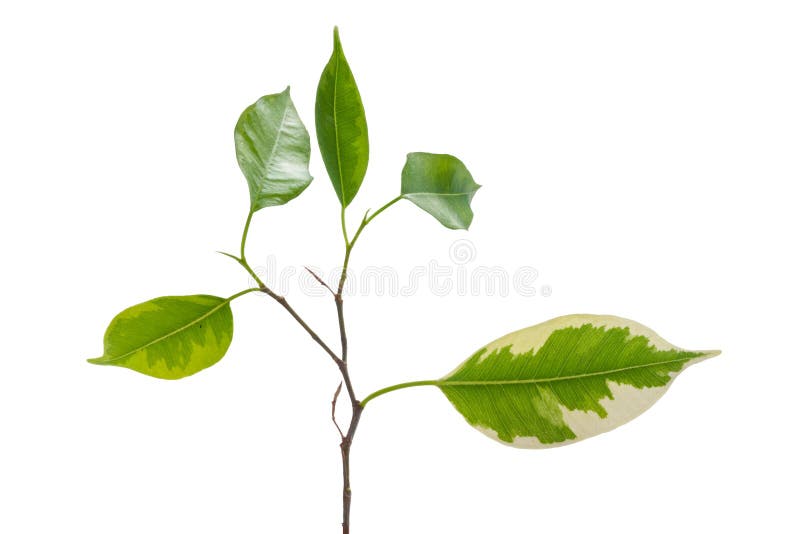 Green Leaves. Green Leaves on a Branch Isolated on a White Stock Photo