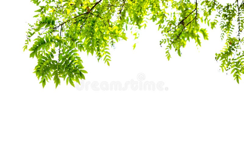 landdistrikterne svulst Udvidelse Green Leaves and Branches Isolate on White Background for Abstract Texture  Environment Nature Stock Photo - Image of decoration, background: 144029746
