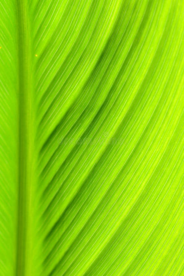 Green Leaves In Bright Light Stock Photo Image of leaf, backgrounds