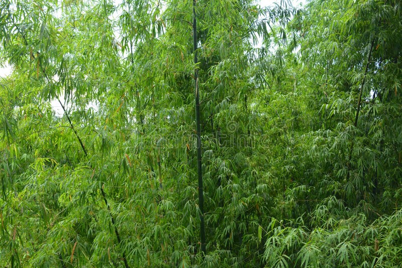 Green Leaves and Brown Bamboo Sticks Grow Stock Image Image of place