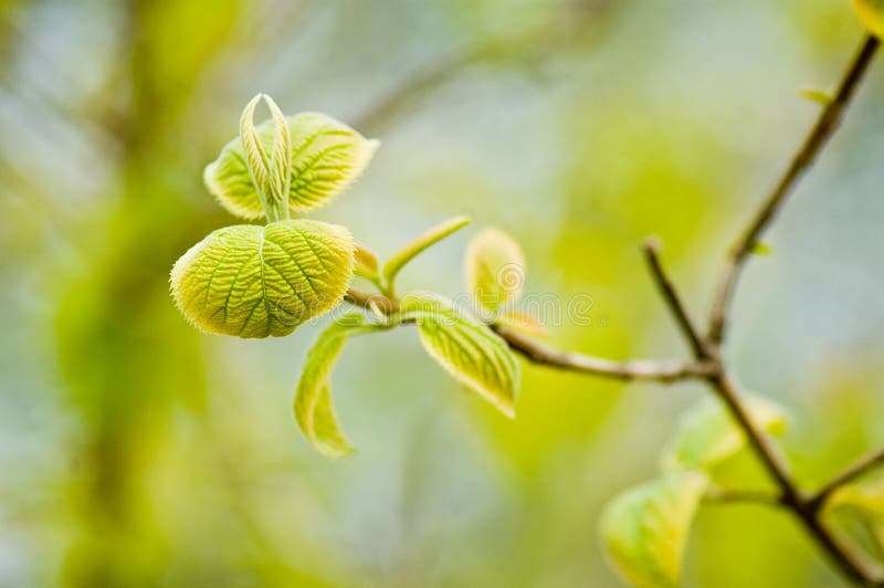 Green leaves budding in spring