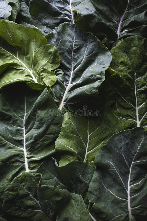 Green Leaves of Cabbage. Green Raw Leaves Ready To Cook Stock Image