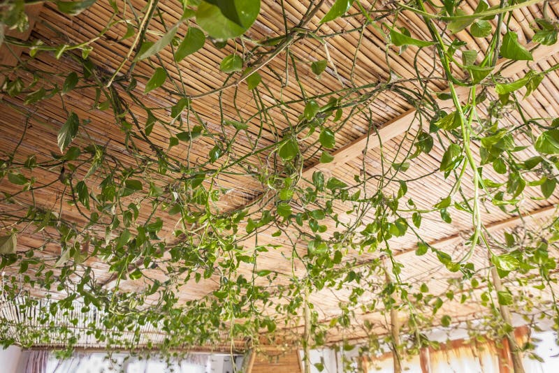 Leaves on the Ceiling stock image. Image of trees, leafs 25921693