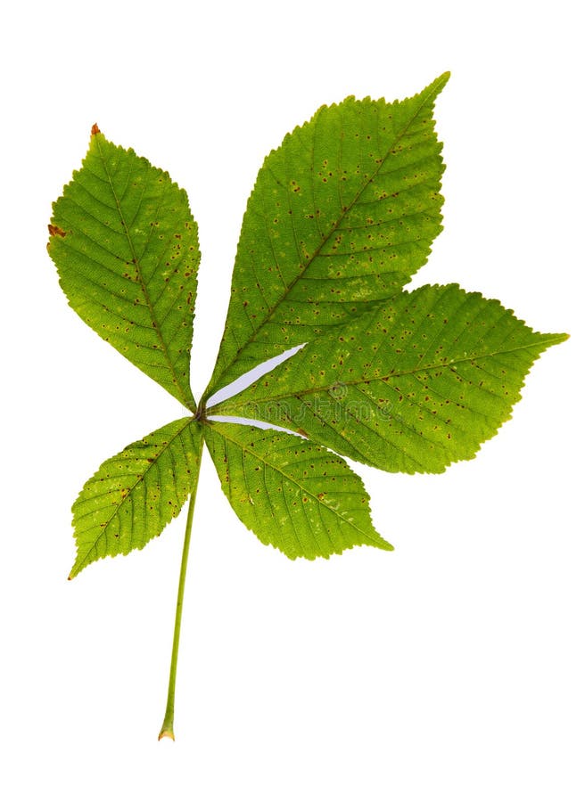 Green Leaves of Chestnut Tree Isolated on White Stock Photo - Image of ...