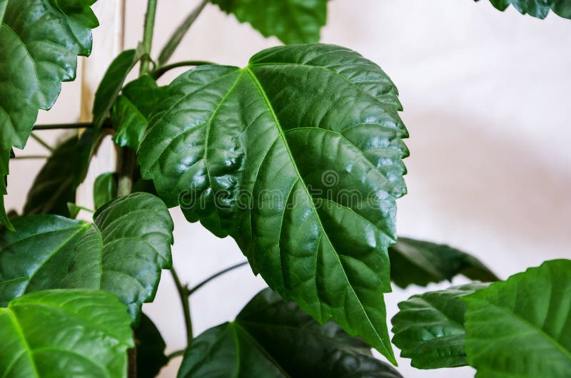 Green Leaves of Chinese Rose Close Up Stock Photo Image of hibiscus