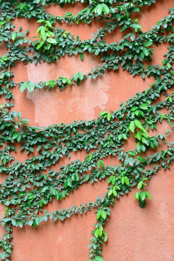 Green Leaves on Classic Wall Stock Image Image of concrete, climbing