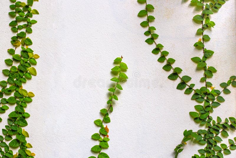 Green Leaves of a Climbing Plant Climb a Light Old Wall Stock Photo