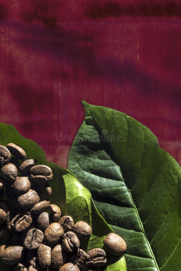Green Leaves of Coffee Tree on a Rusty Crimson Background Stock Photo Image of grain, copy